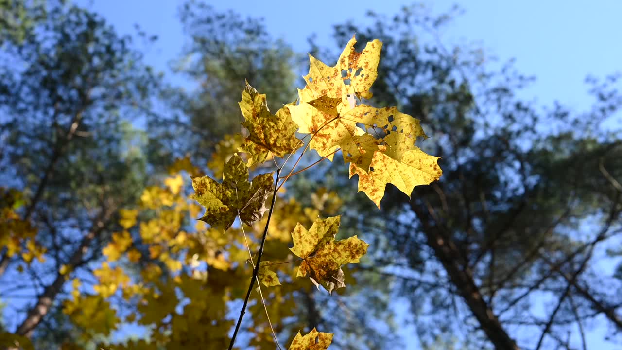 森林里的树木映衬着蓝天。黄色的叶子视频素材