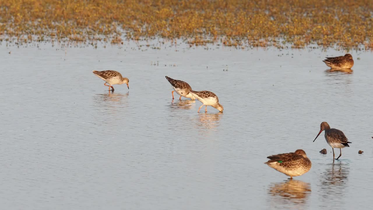 Ruff, Calidris pugnax在海边的Cley与鸭子一起进食;诺福克;英国。视频素材