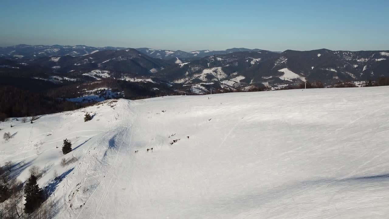 从童话般的高山景观上看，白雪覆盖着阿尔卑斯的尖峰。乌克兰喀尔巴阡山脉的寒冬。厚厚的白云。开放空间。空中4 k视频素材