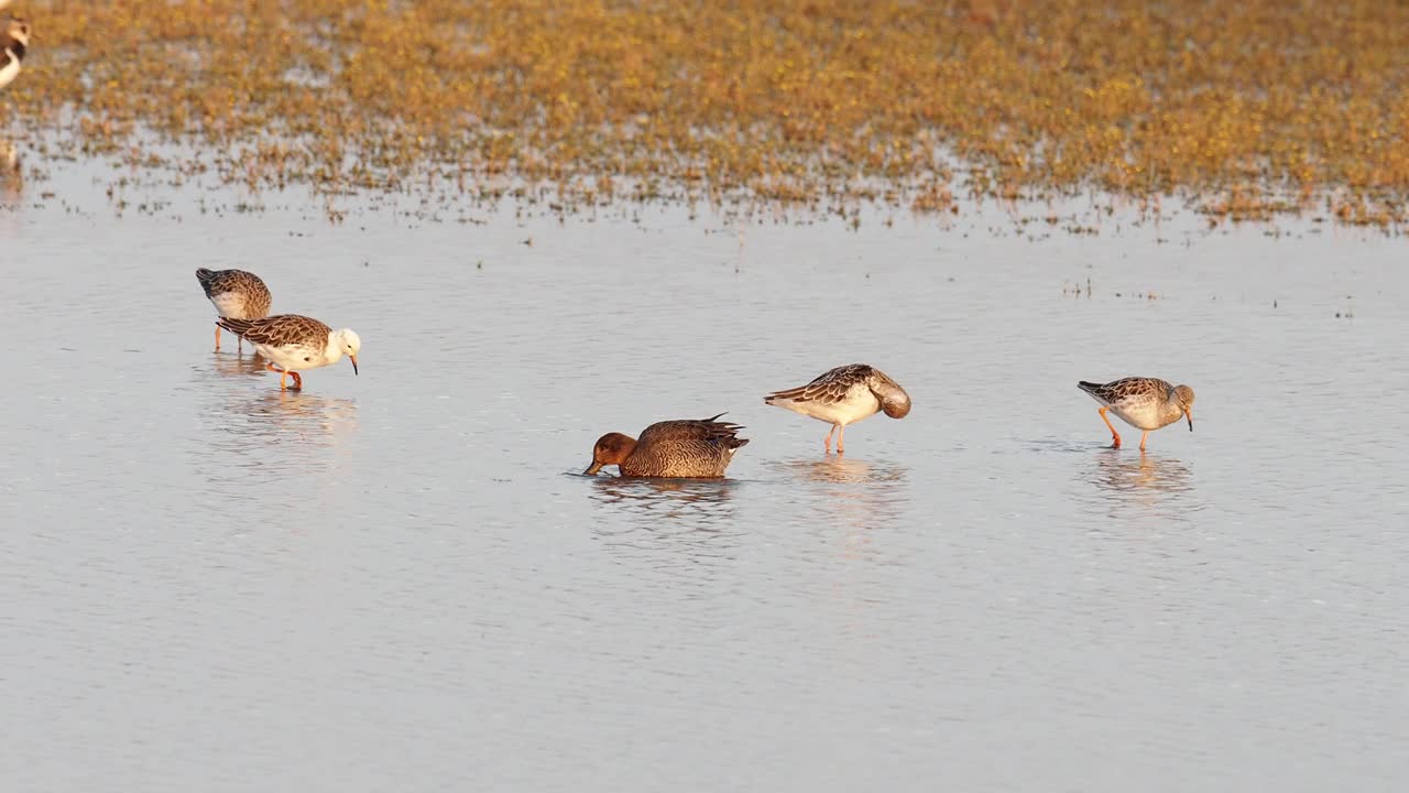 Ruff, Calidris pugnax在海边的Cley与鸭子一起进食;诺福克;英国。视频素材