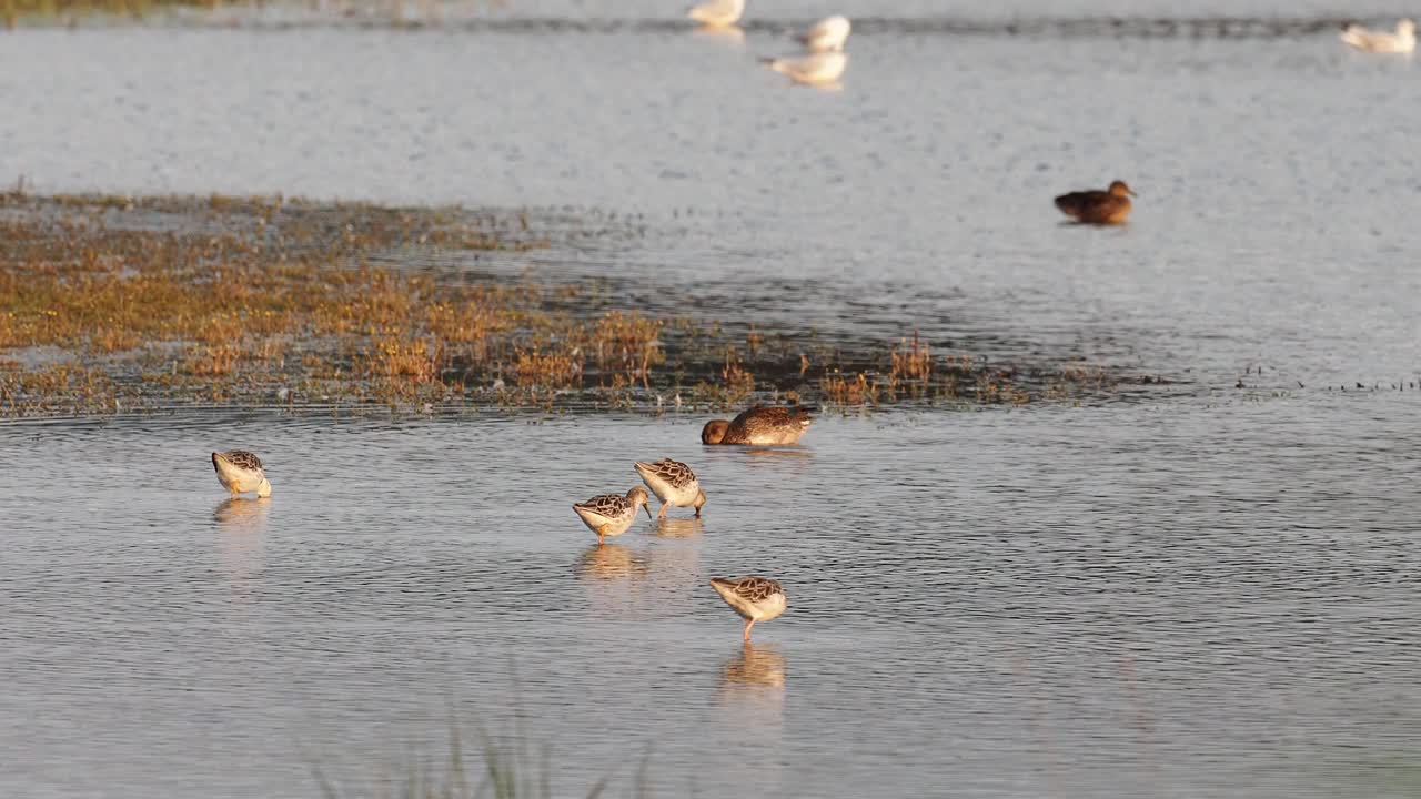 Ruff, Calidris pugnax在海边的Cley与鸭子一起进食;诺福克;英国。视频素材