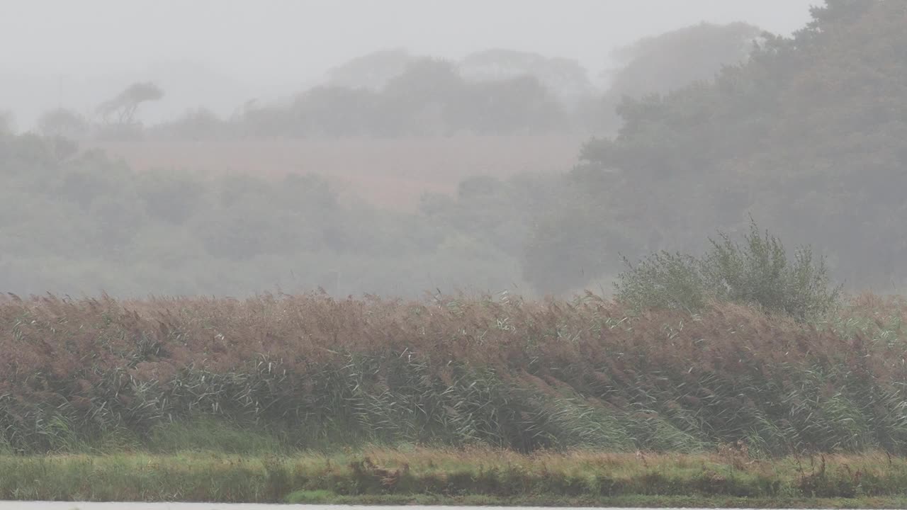 海边克雷自然保护区的风雨;诺福克。视频素材