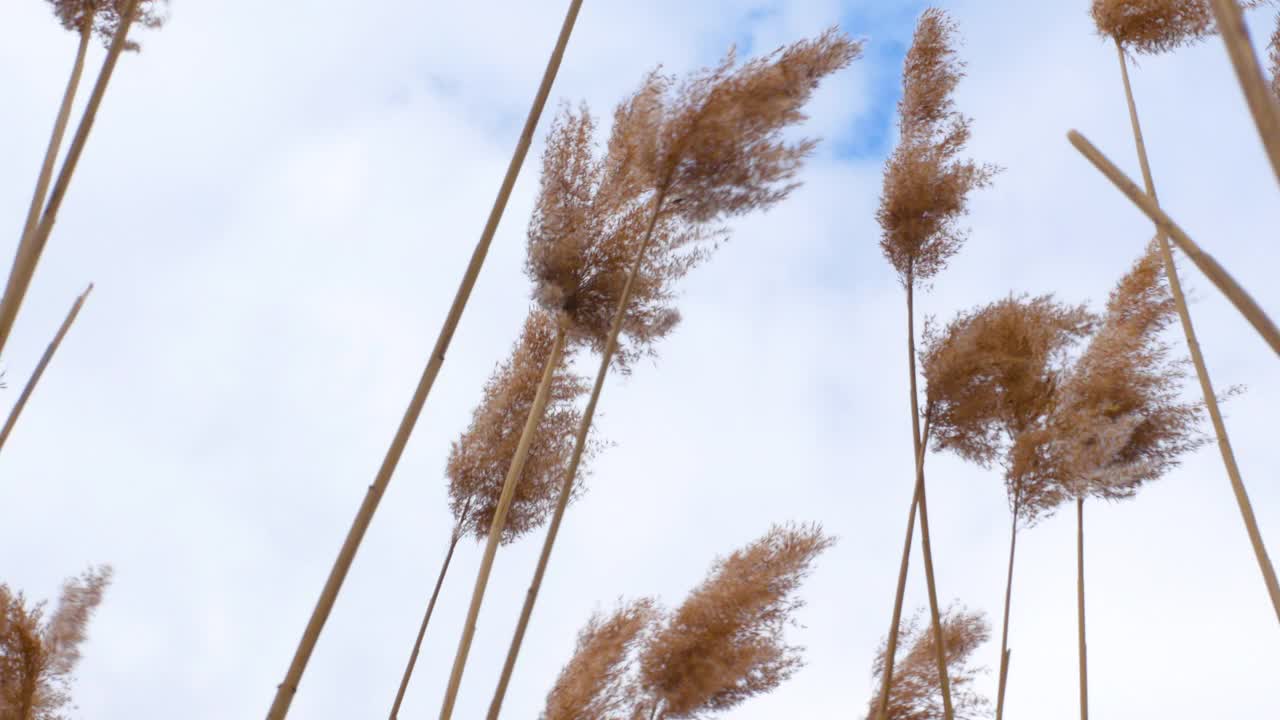 高大，黄色，蓬松的装饰性小穗。自然背景。美丽的小穗在风中摇曳视频素材