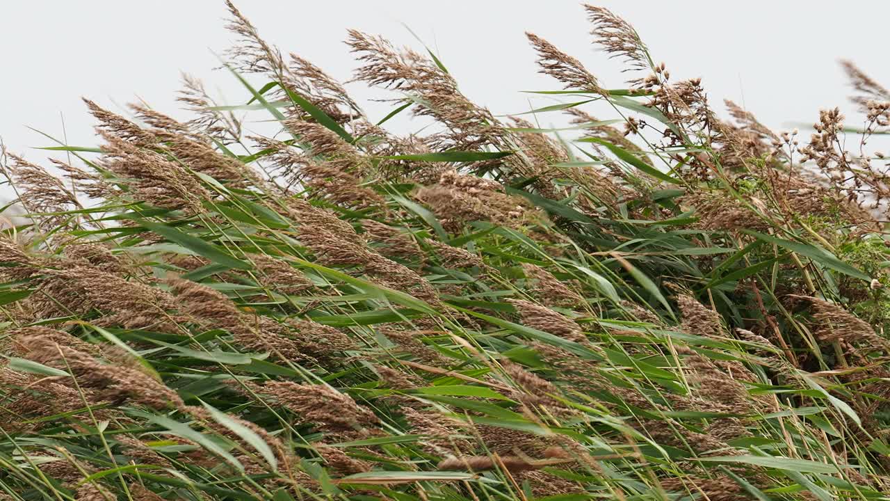 弗兰人在海边的克雷随风飘荡;诺福克;英国的黄昏。视频素材