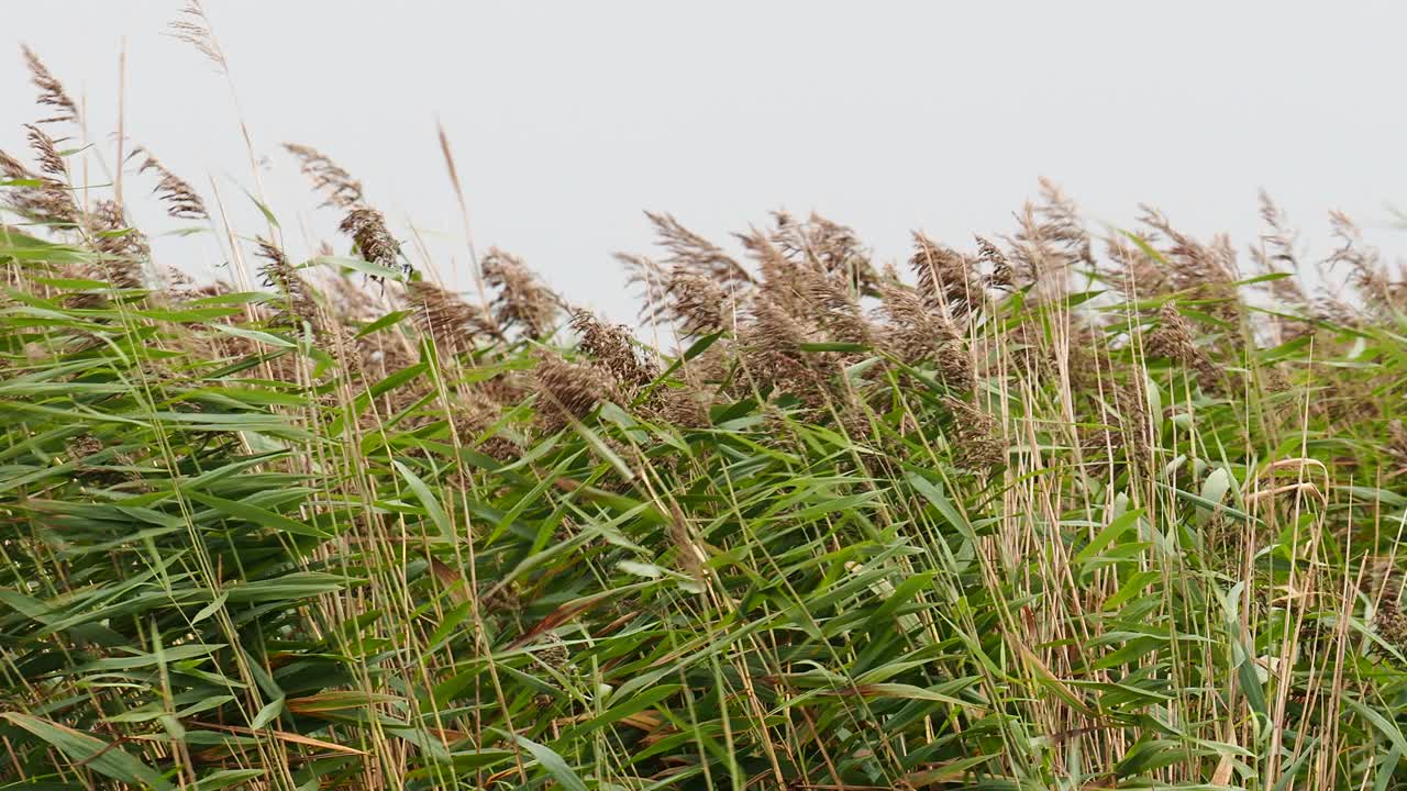 弗兰人在海边的克雷随风飘荡;诺福克;英国的黄昏。视频素材