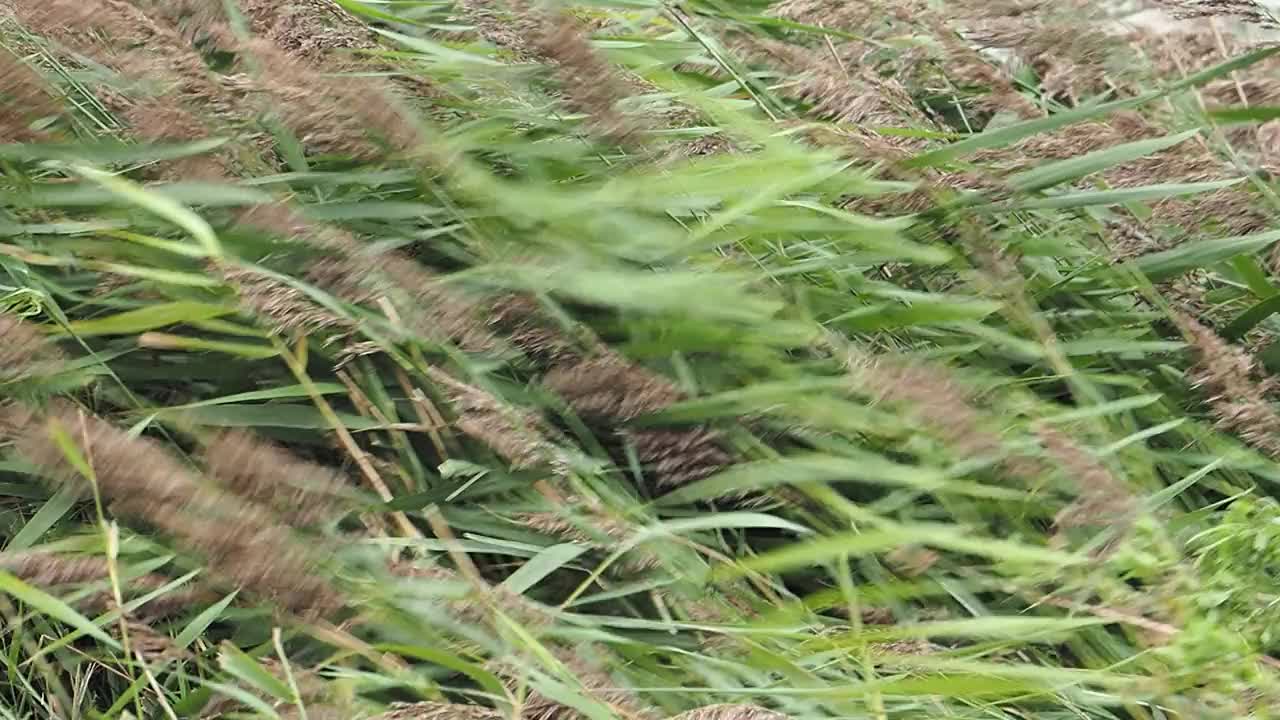 弗兰人在海边的克雷随风飘荡;诺福克;英国的黄昏。视频素材