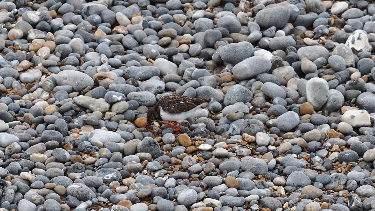 Turnstone, Arenaria在英国北诺福克海岸的谢林汉姆(Sheringham)翻译。视频素材