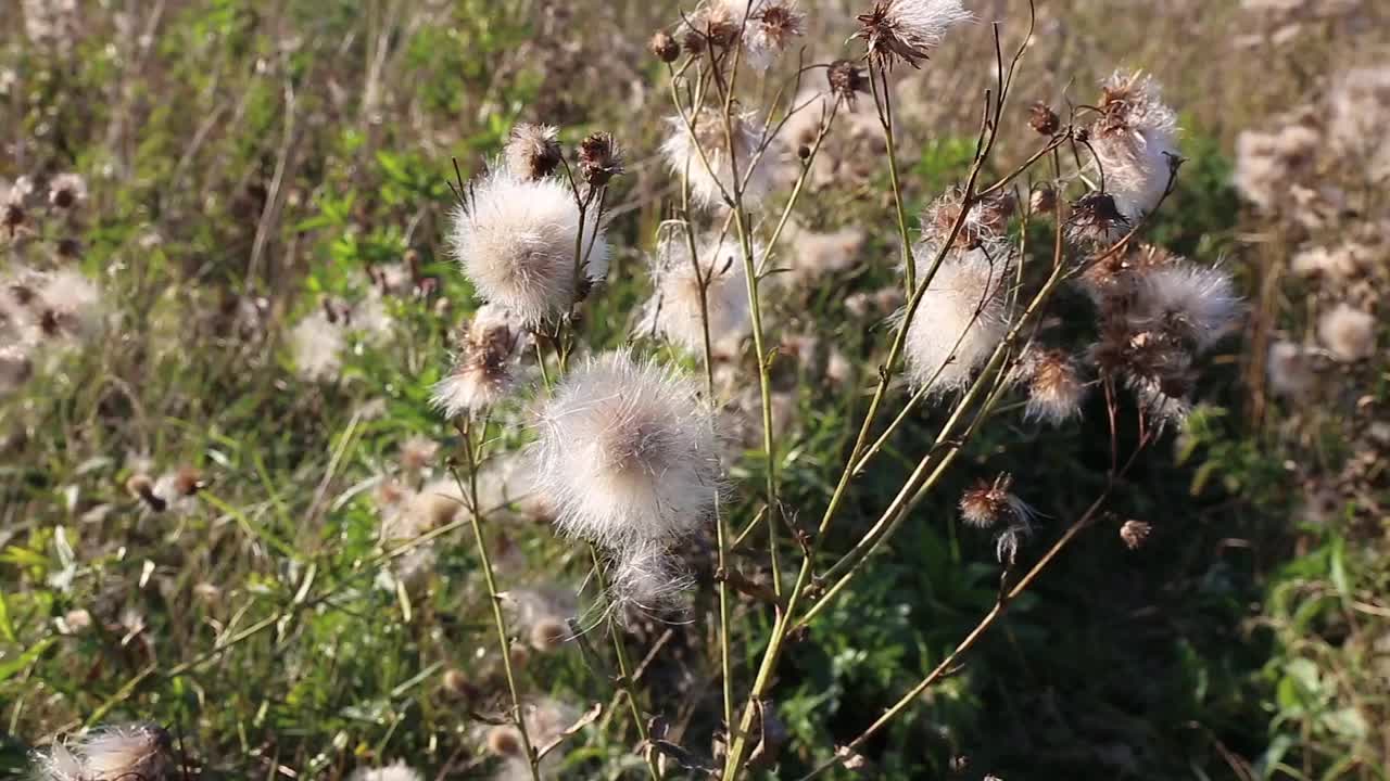 蓟种子头视频素材