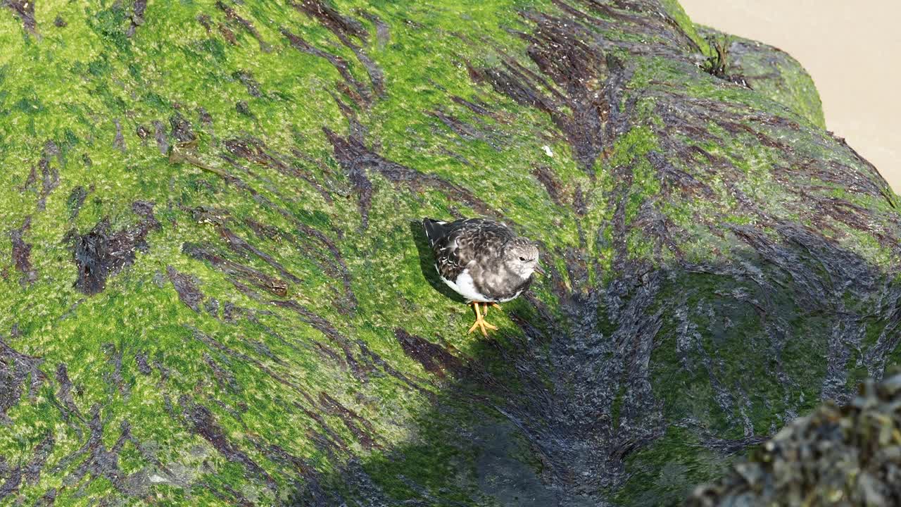 Turnstone, Arenaria在英国北诺福克海岸的谢林汉姆(Sheringham)翻译。视频素材