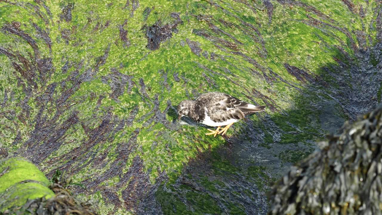 Turnstone, Arenaria在英国北诺福克海岸的谢林汉姆(Sheringham)翻译。视频素材