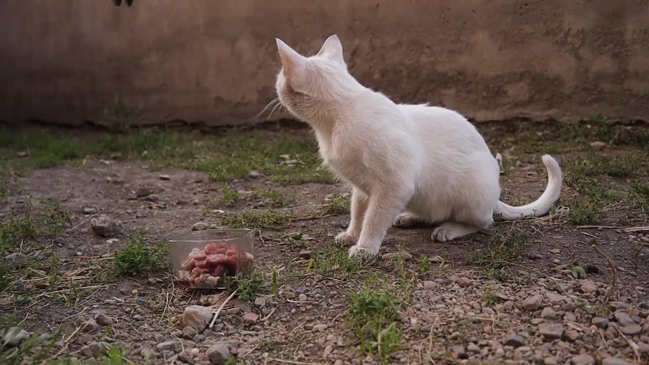 白猫正在吃鲜肉。
无家可归的猫在花园里吃剩饭。
美丽的猫
野猫，野猫
哺乳动物，哺乳动物，动物，野生动物，野生自然，森林，花园，公园视频素材