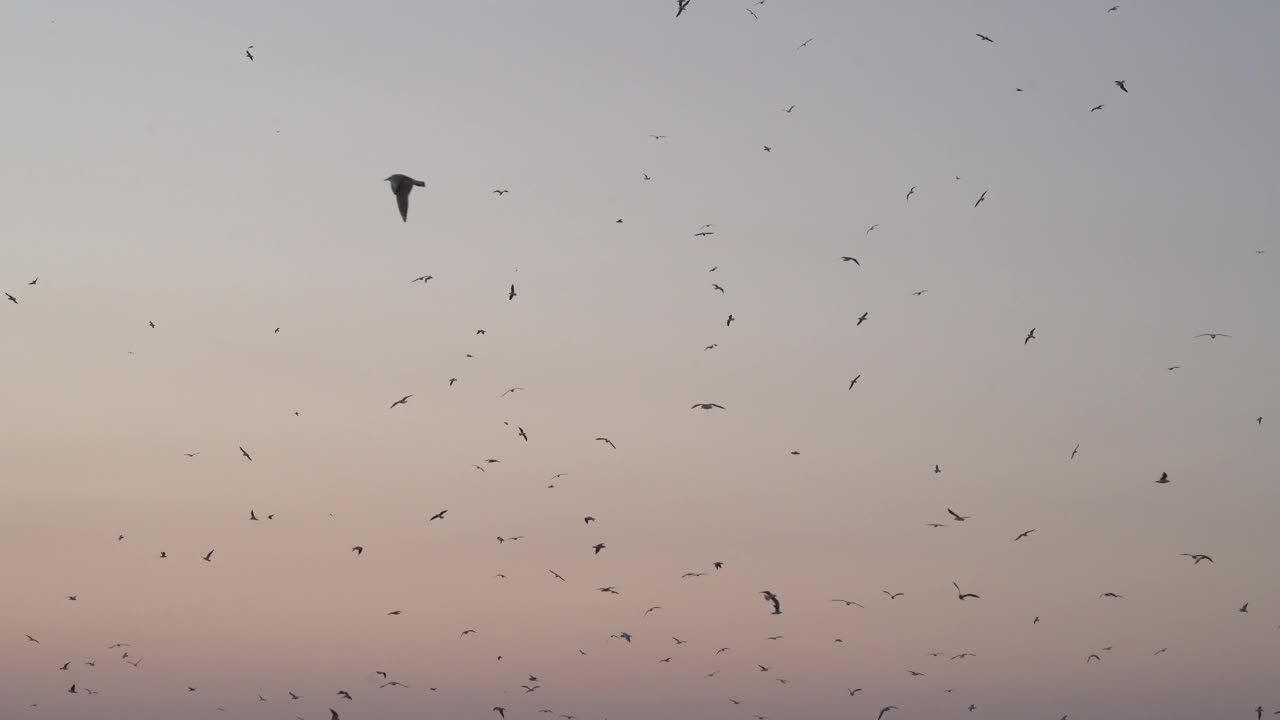 许多海鸥在夕阳、黎明的天空背景。野生鸟类的剪影。海上旅行。美丽自然的旗帜，图案视频素材