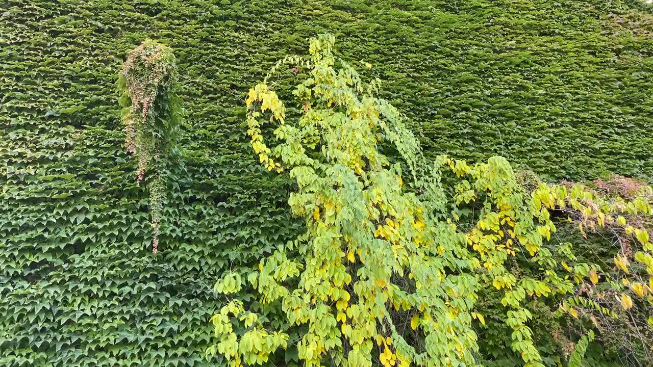 绿叶常青藤墙篱植物和秋天黄叶树树枝随风摇曳。美丽的绿色自然背景。视频素材