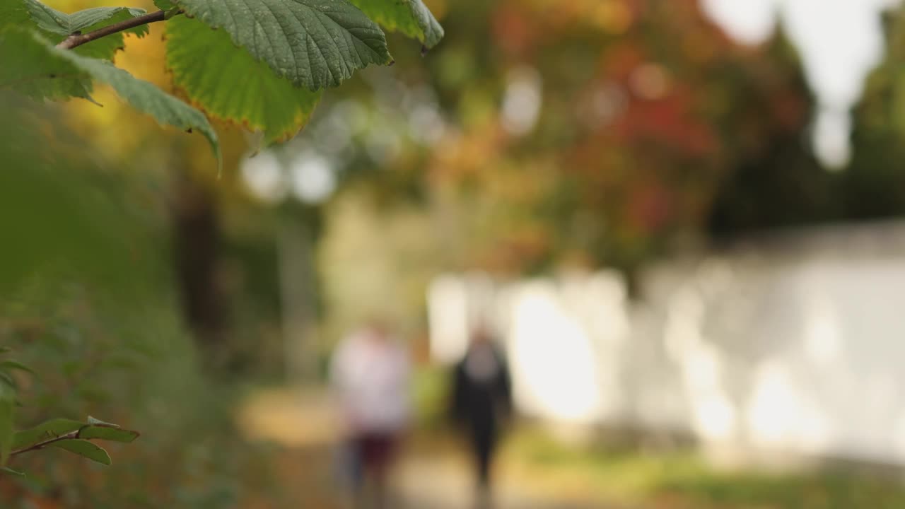 迷离的秋色缤纷的风景和情侣漫步在秋天的公园视频素材