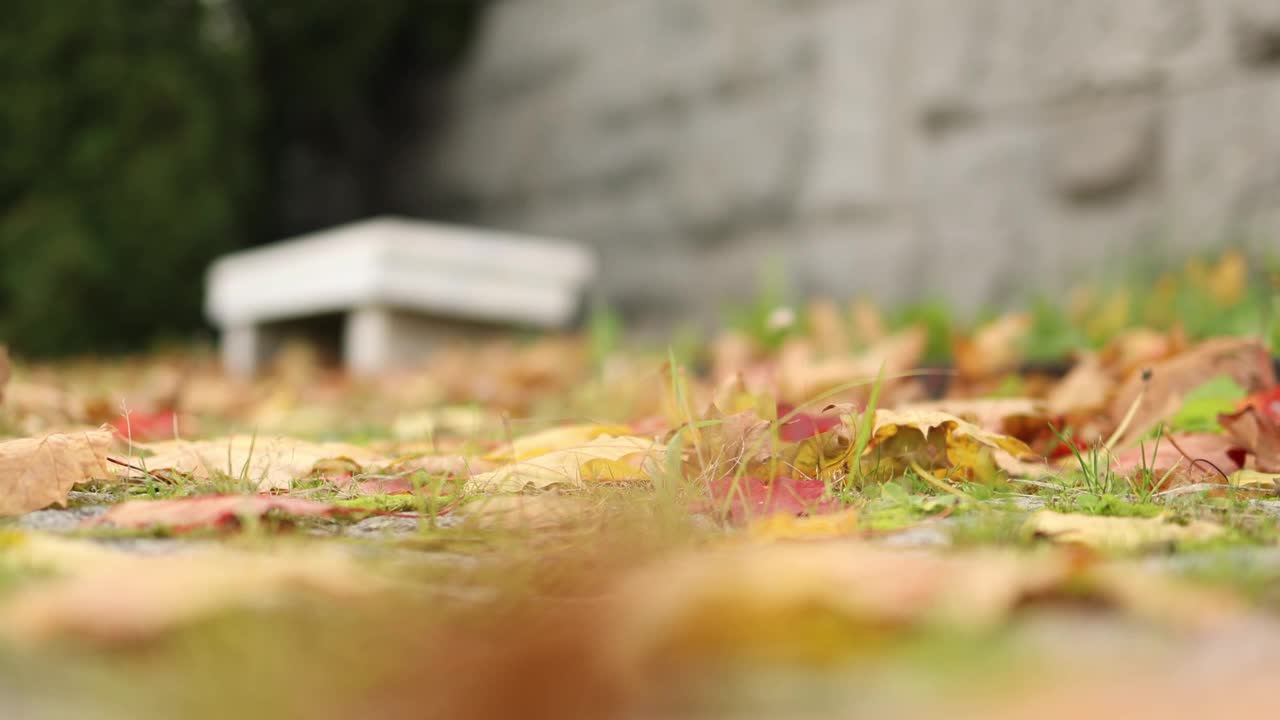 白色的长凳，灰色的石墙，秋天的落叶，金色的草视频素材