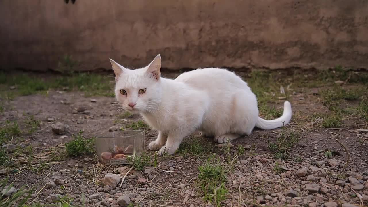 白猫正在吃鲜肉。
无家可归的猫在花园里吃剩饭。
美丽的猫
野猫，野猫
哺乳动物，哺乳动物，动物，野生动物，野生自然，森林，花园，公园视频素材