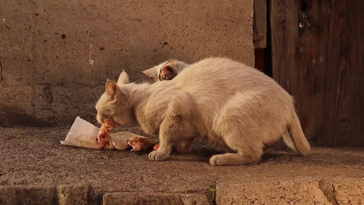 无家可归的猫|
白猫妈妈和她的白斑小猫在花园里吃剩饭，在另一边，灰色的猫爸爸在等他的家人吃完饭，这样他就可以过来吃了视频素材