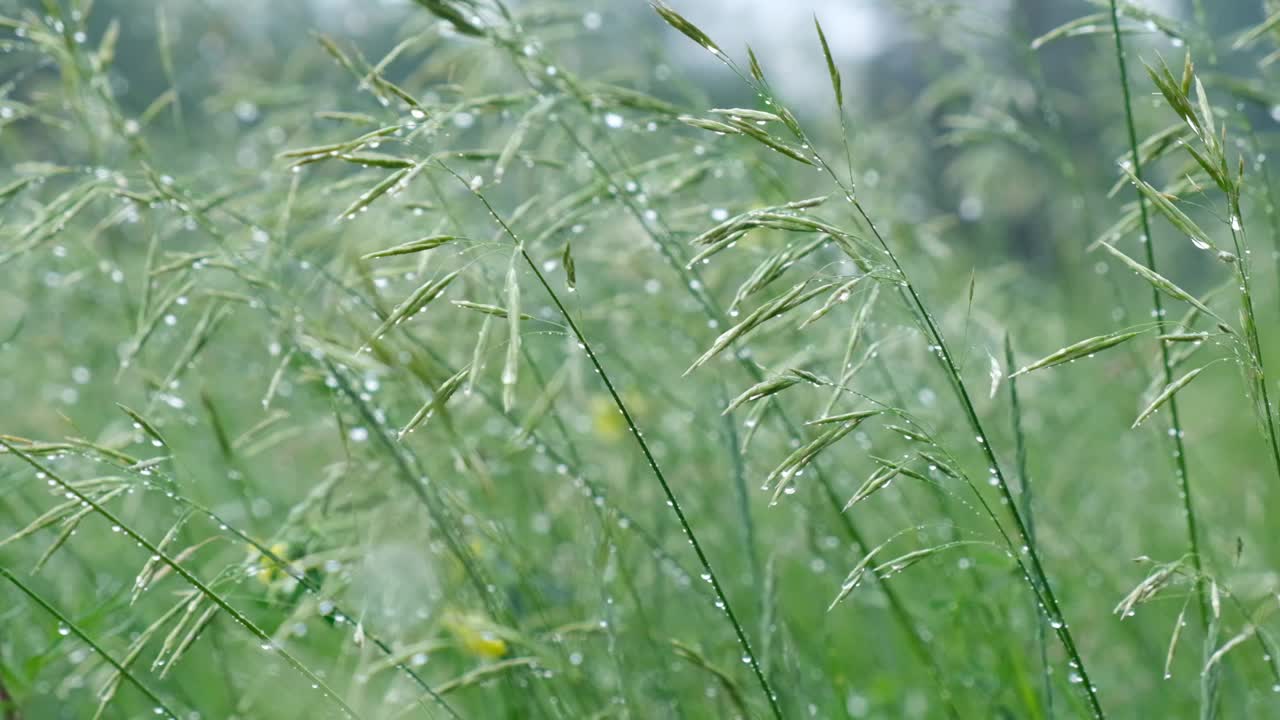 雨点在阳光下照耀着草地。雨后用水滴润湿草地。新鲜的植物背景。夏雨后草地视频素材