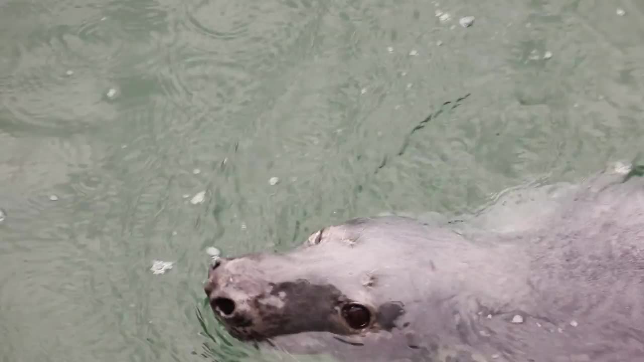 漂浮在大西洋上的海豹视频素材