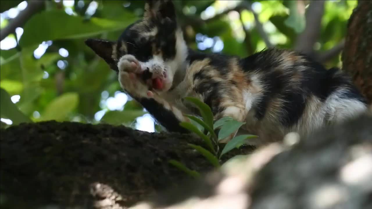 可爱的瘦猫在爬树。猫舔视频。野猫高清视频视频素材