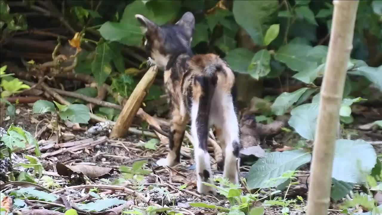 可爱的瘦猫在爬树。猫舔视频。野猫高清视频视频素材