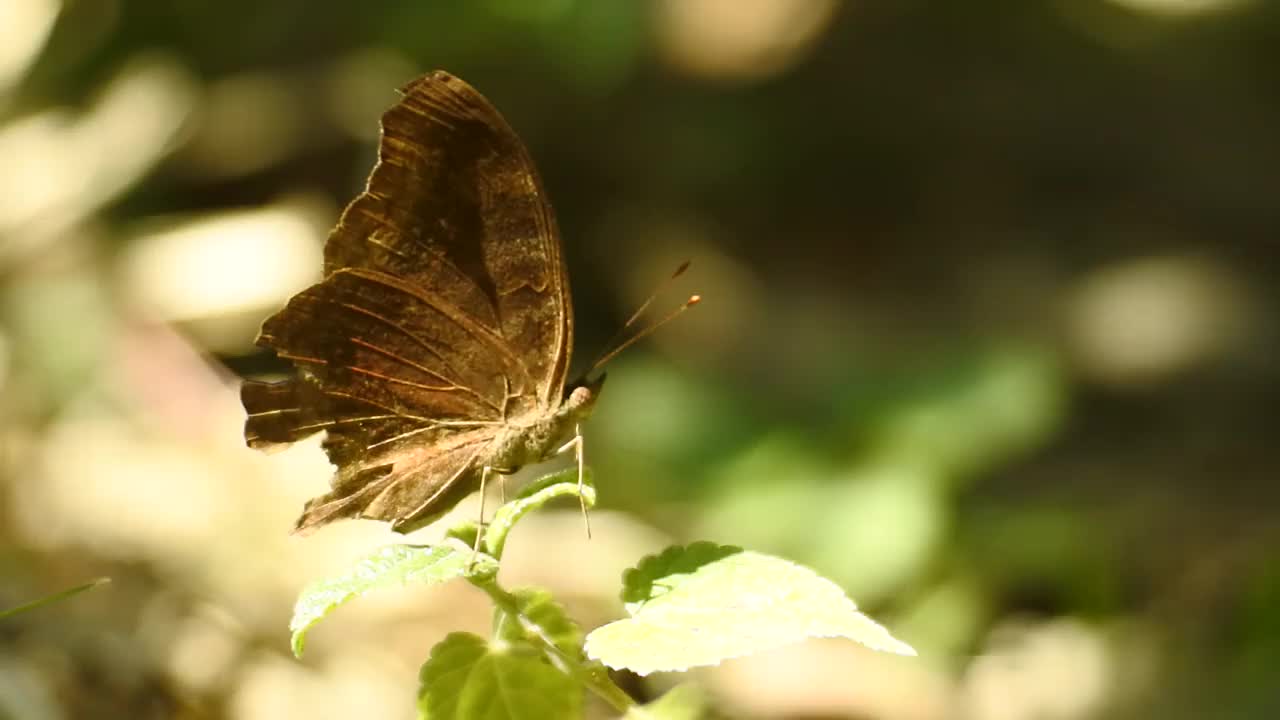 黑蝴蝶栖息在野生森林的一根树枝上视频素材