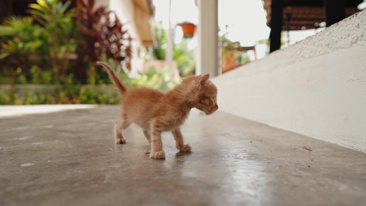 小猫迈出了第一步视频素材