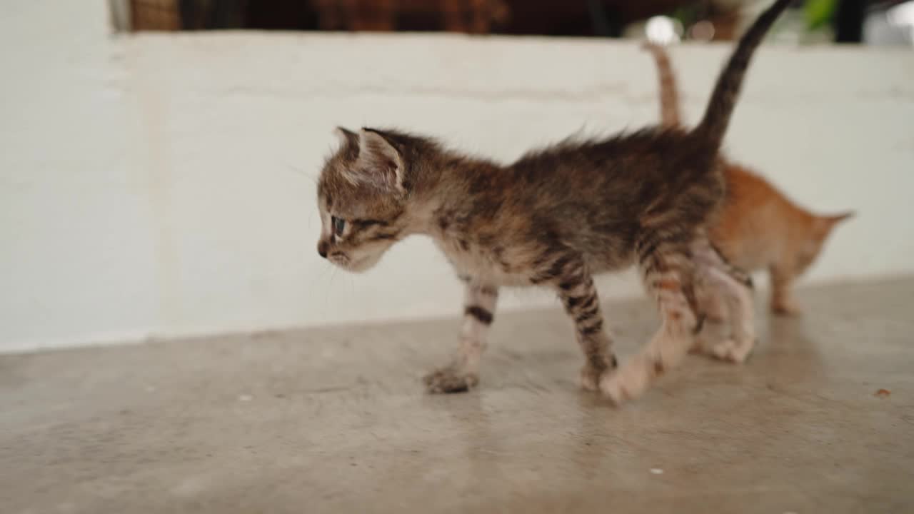 小猫迈出了第一步视频素材