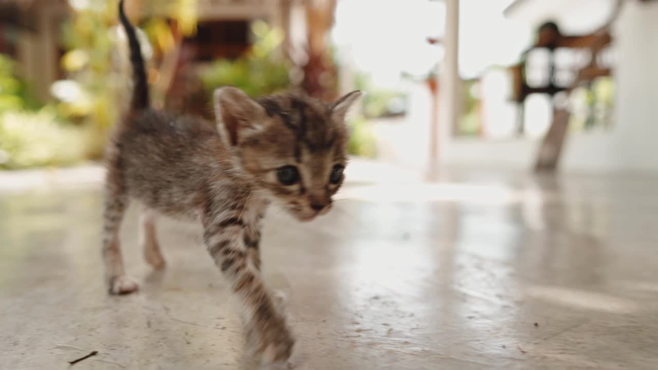 小猫迈出了第一步视频素材