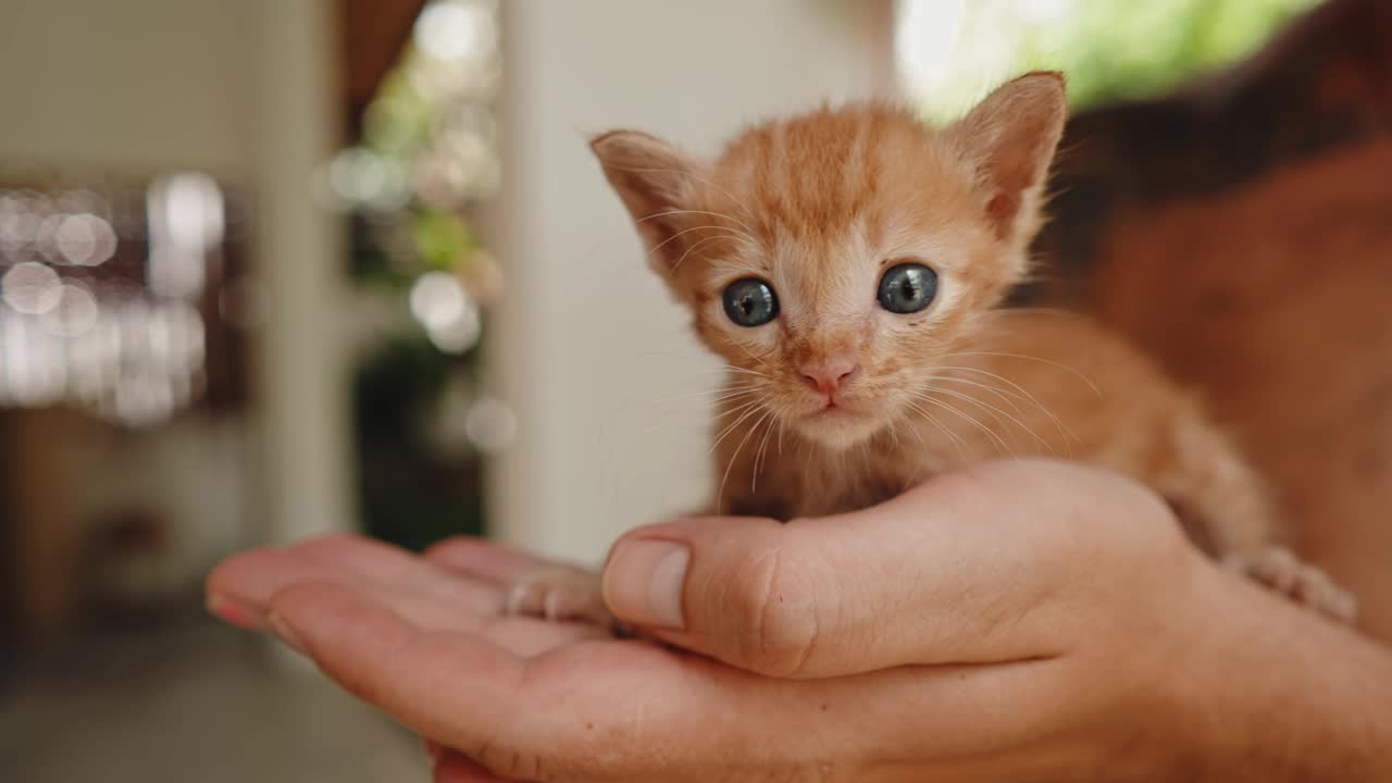 人手里的小猫视频素材