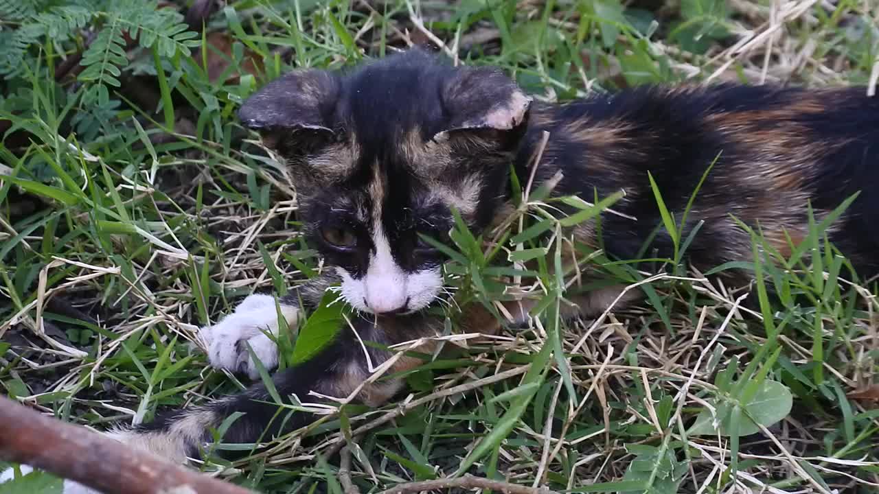 野猫高清视频视频素材