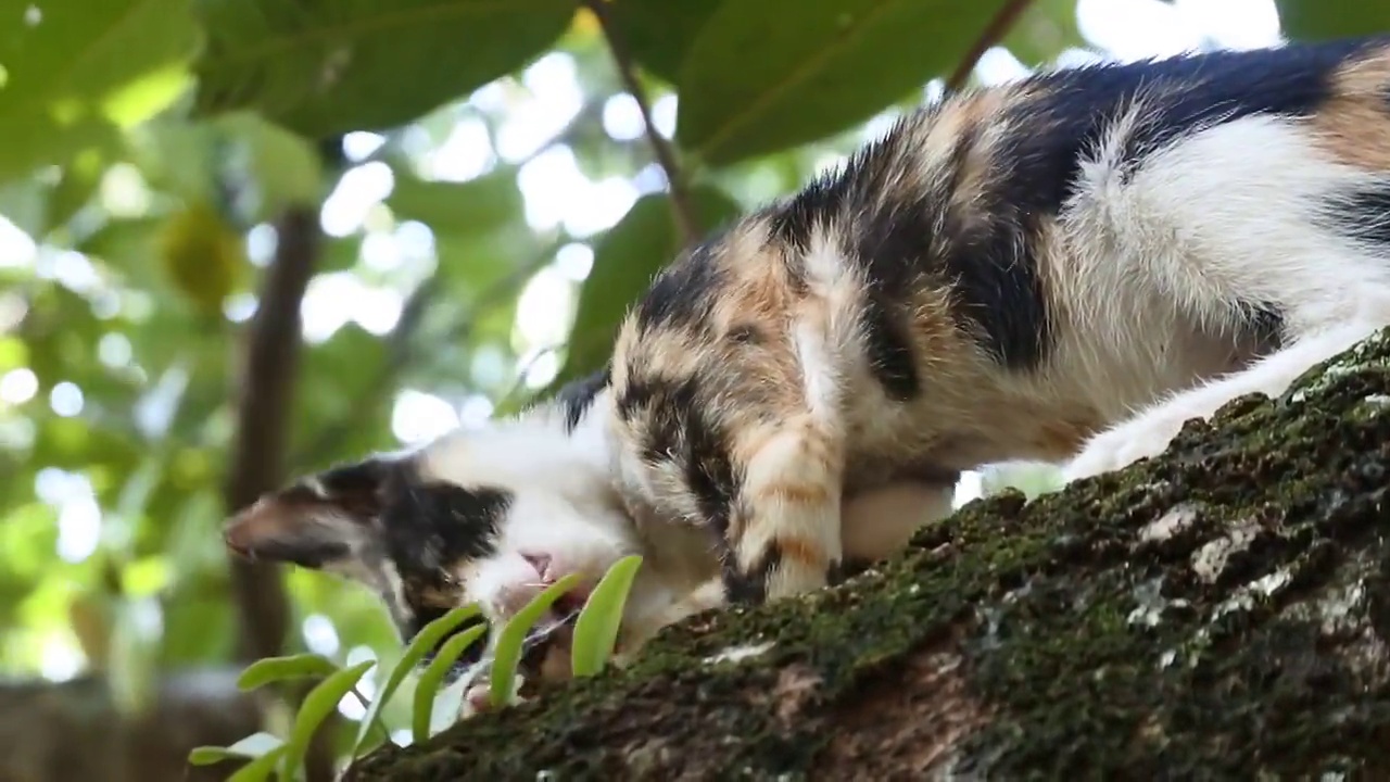 可爱的瘦猫在爬树。猫舔视频。野猫高清视频视频素材