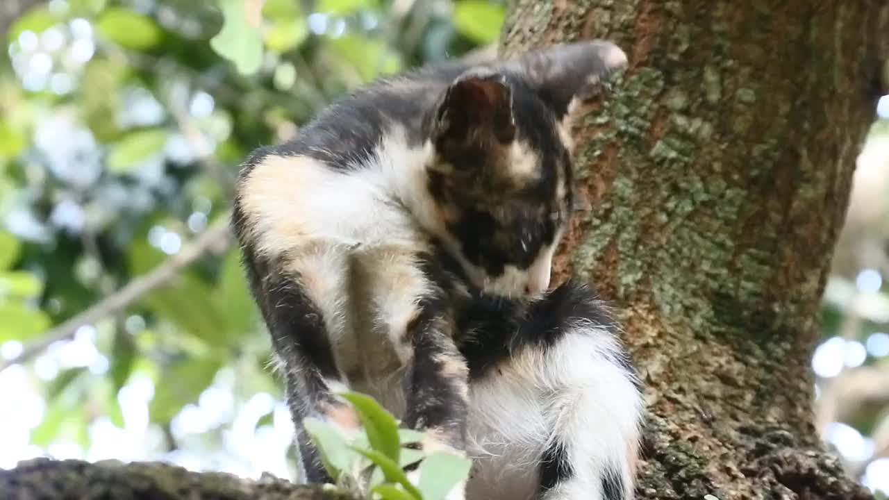 可爱的瘦猫在爬树。猫舔视频。野猫高清视频视频素材