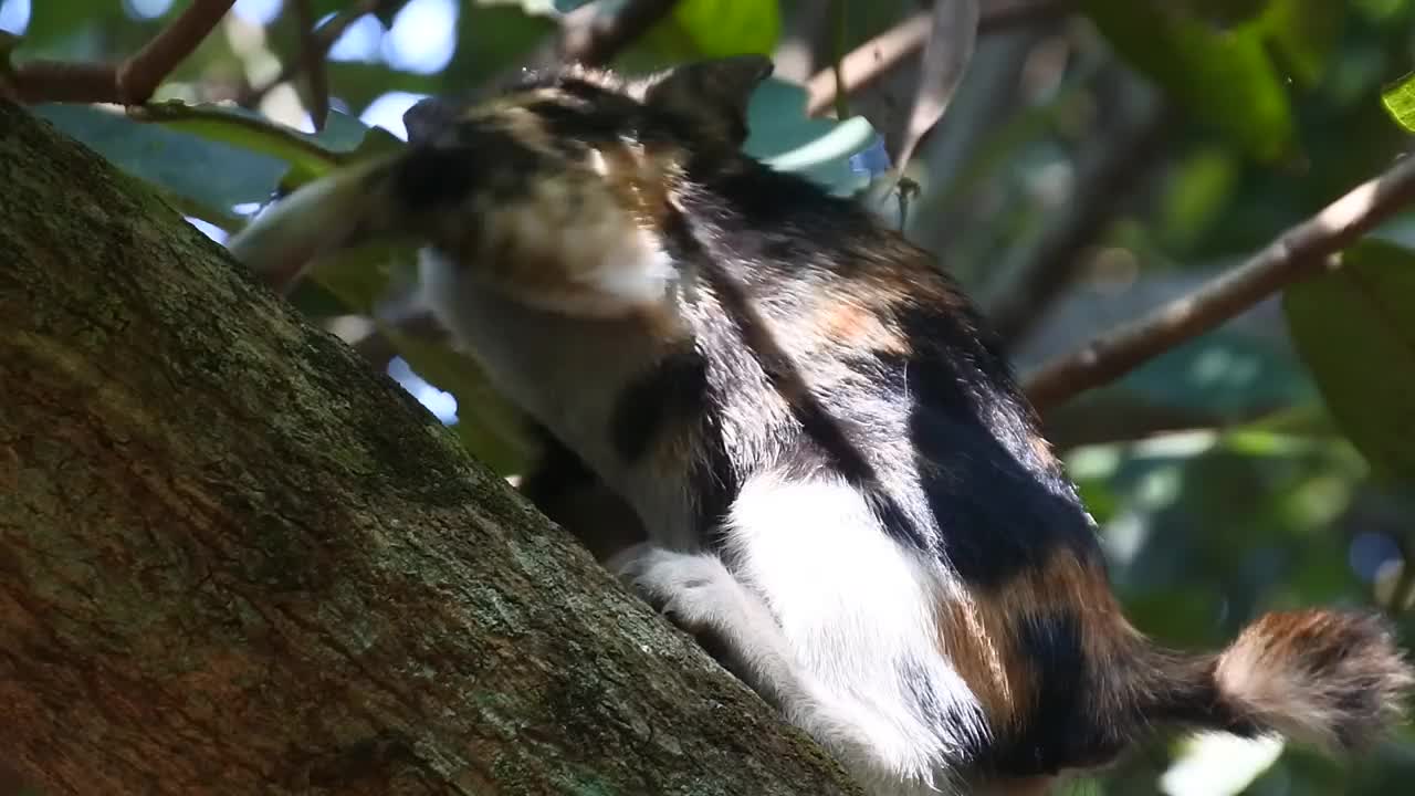 可爱的瘦猫在爬树。猫舔视频。野猫高清视频视频素材