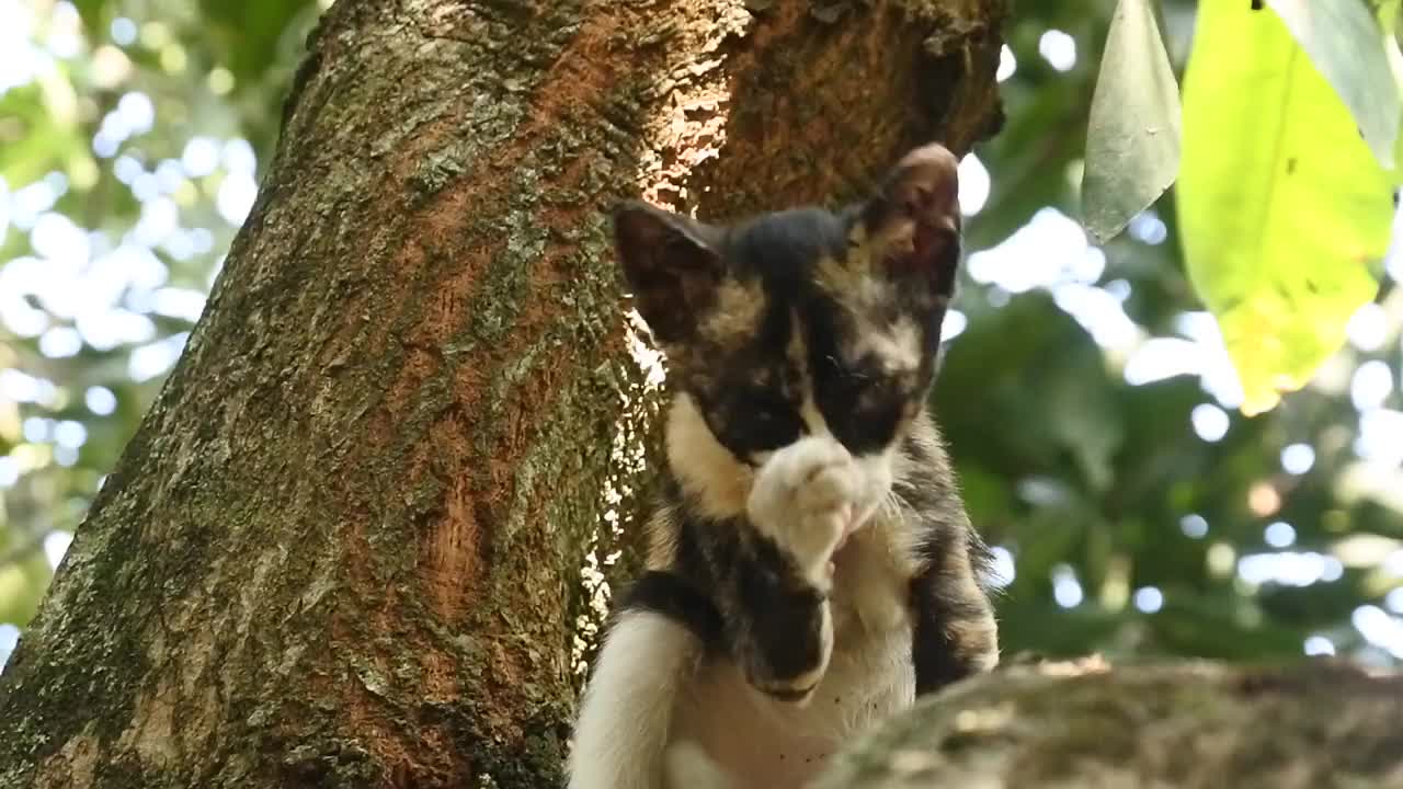 可爱的瘦猫在爬树。猫舔视频。野猫高清视频视频素材