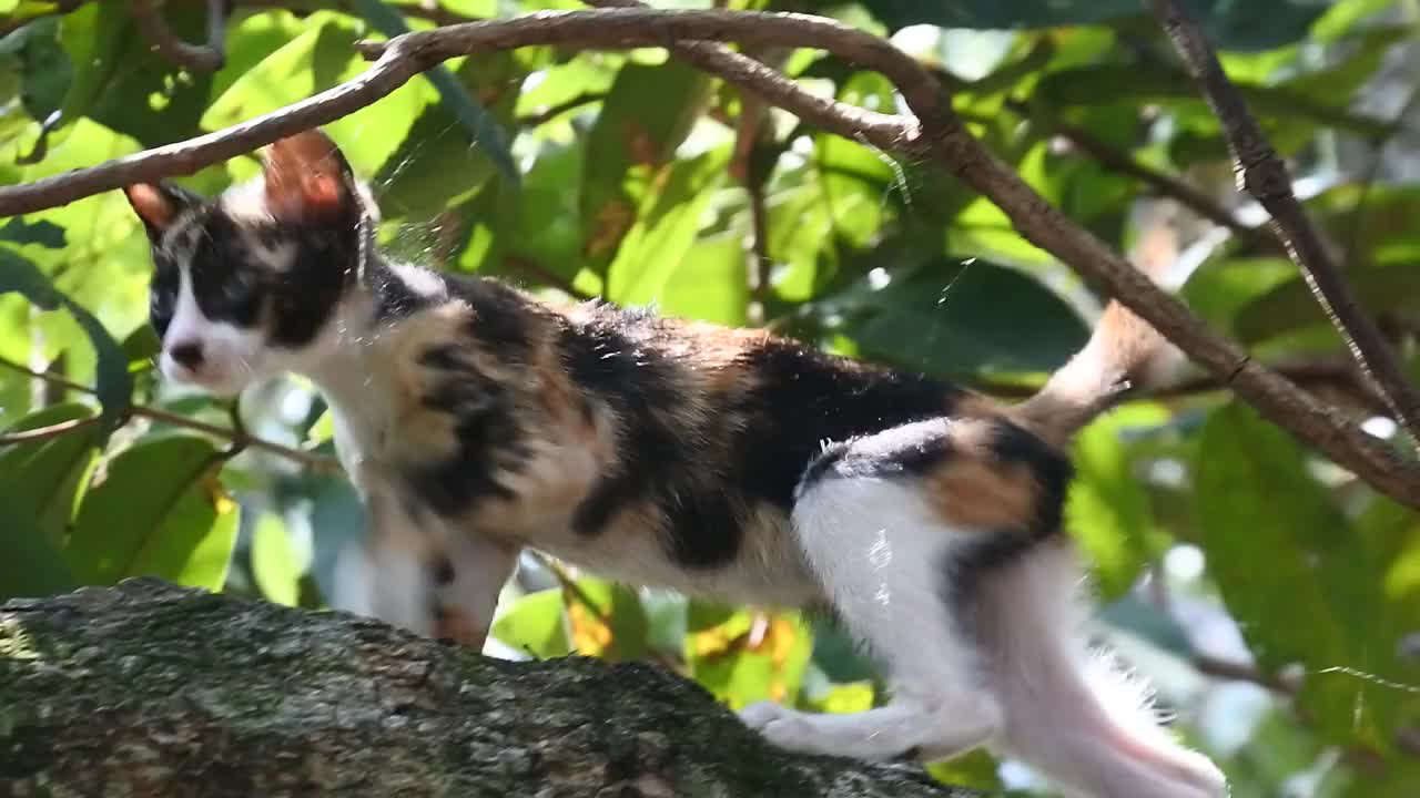 可爱的瘦猫在爬树。猫舔视频。野猫高清视频视频素材