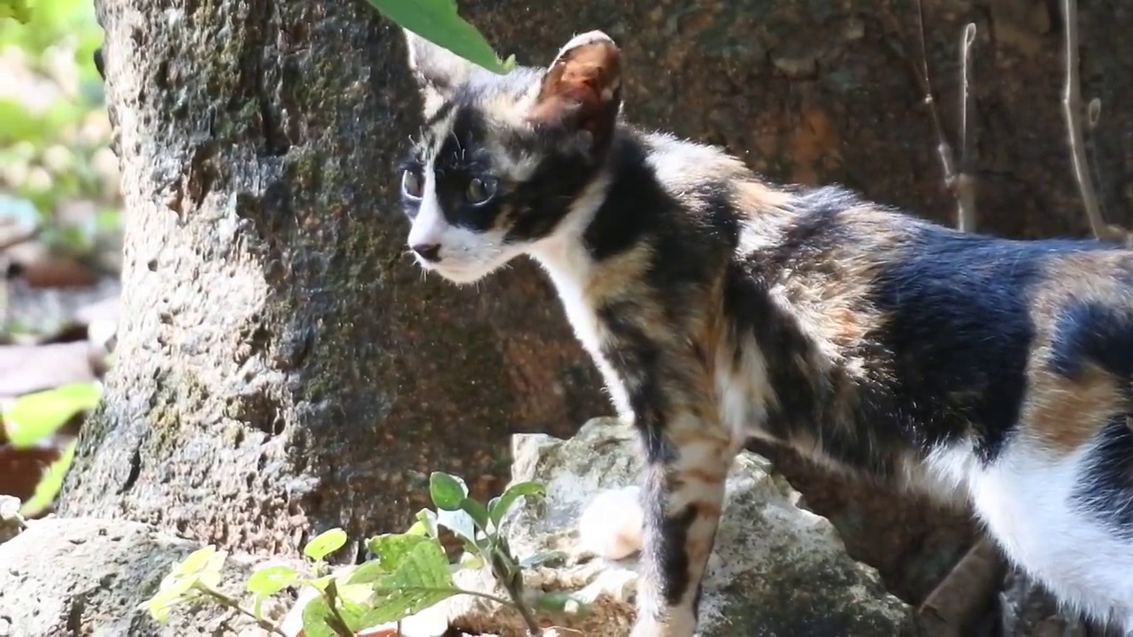 野猫高清视频视频素材