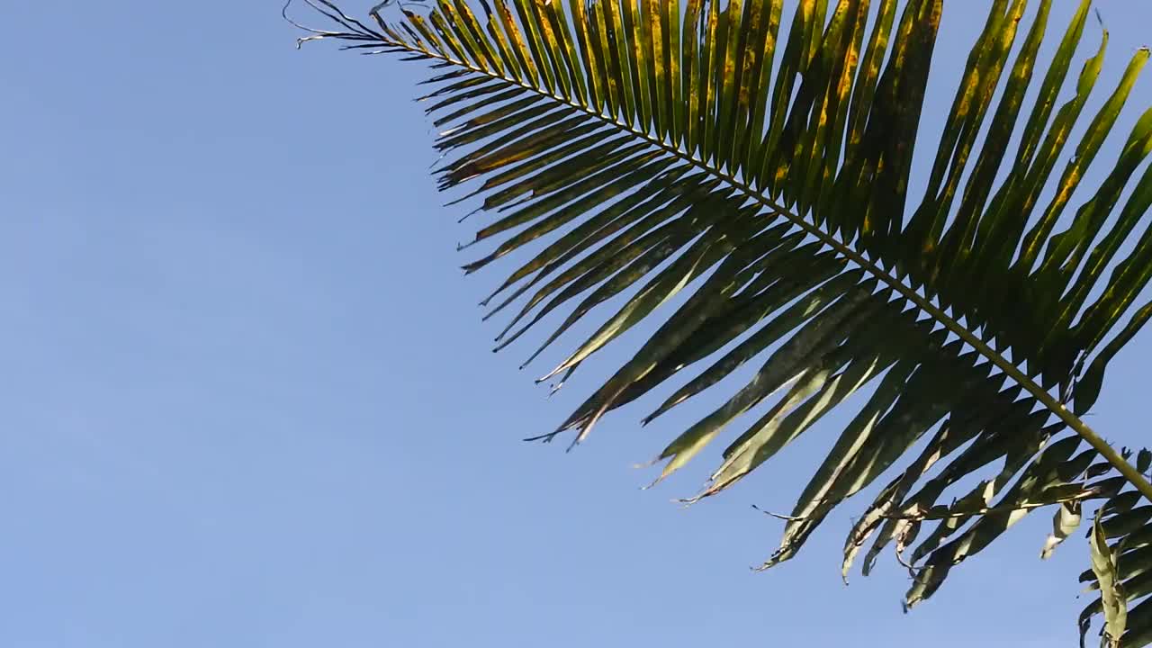 从青蛙的角度拍摄的椰子树。适合热带国家内容。视频素材