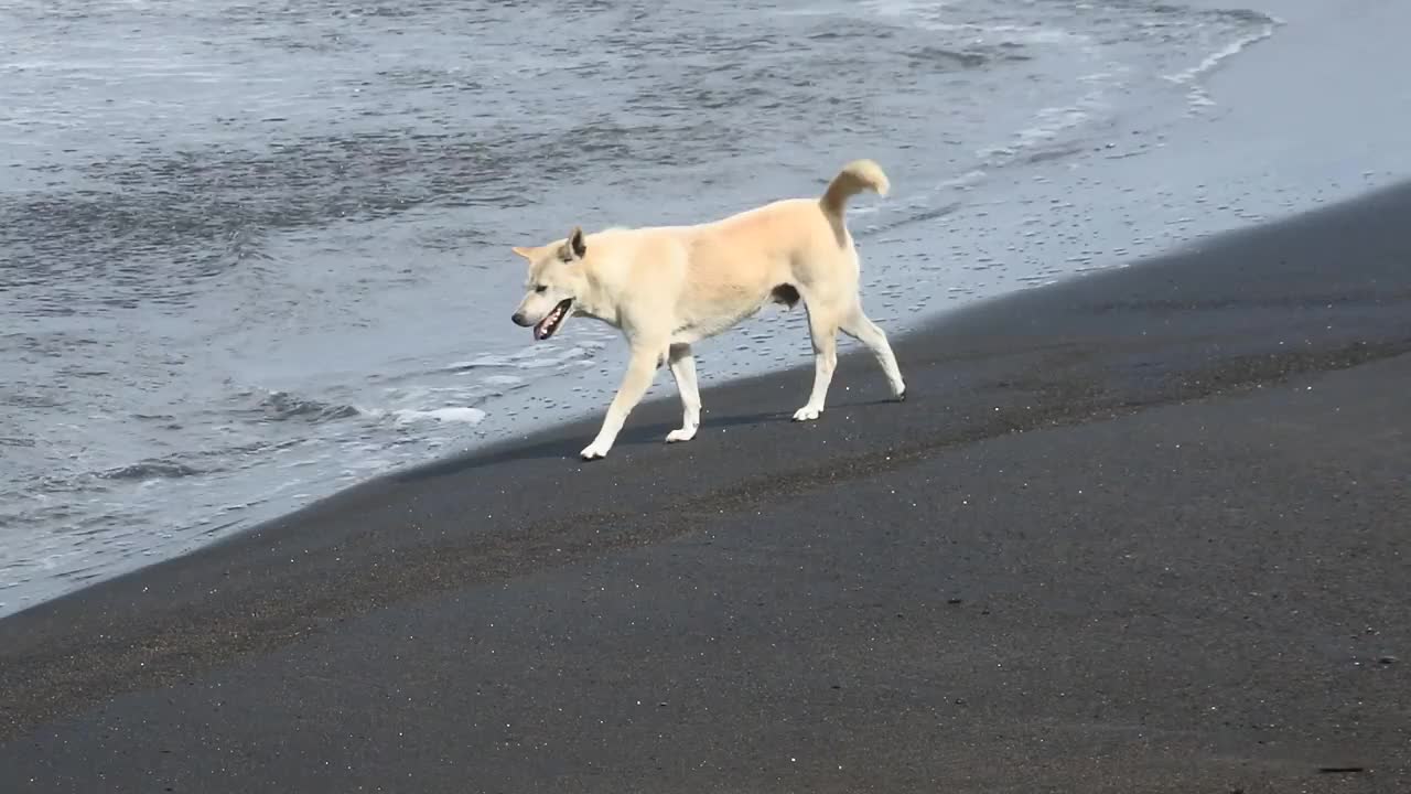 狗在海滩上玩耍。狗狗在沙滩上的高清画面。可爱的狗沿着海滩奔跑。视频素材