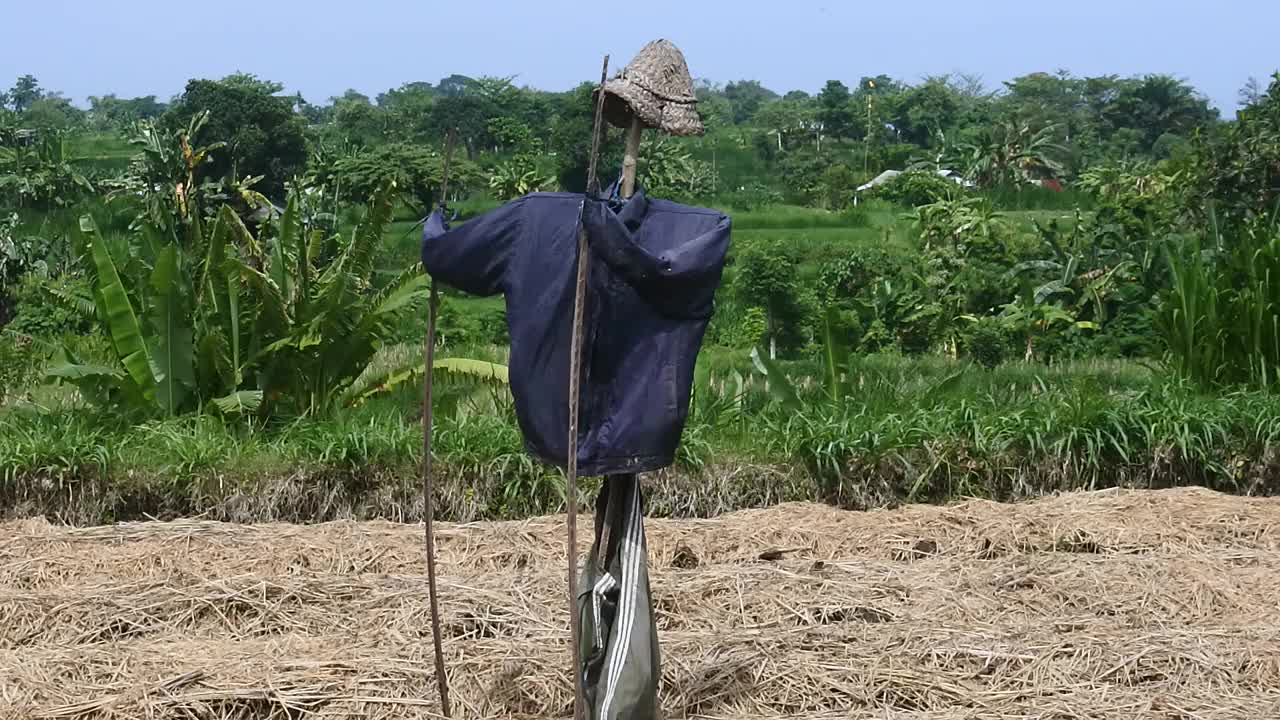 用稻草人驱赶农民庄稼上的害虫。稻草人高清视频。农民如何消灭害虫鸟的视频。视频素材