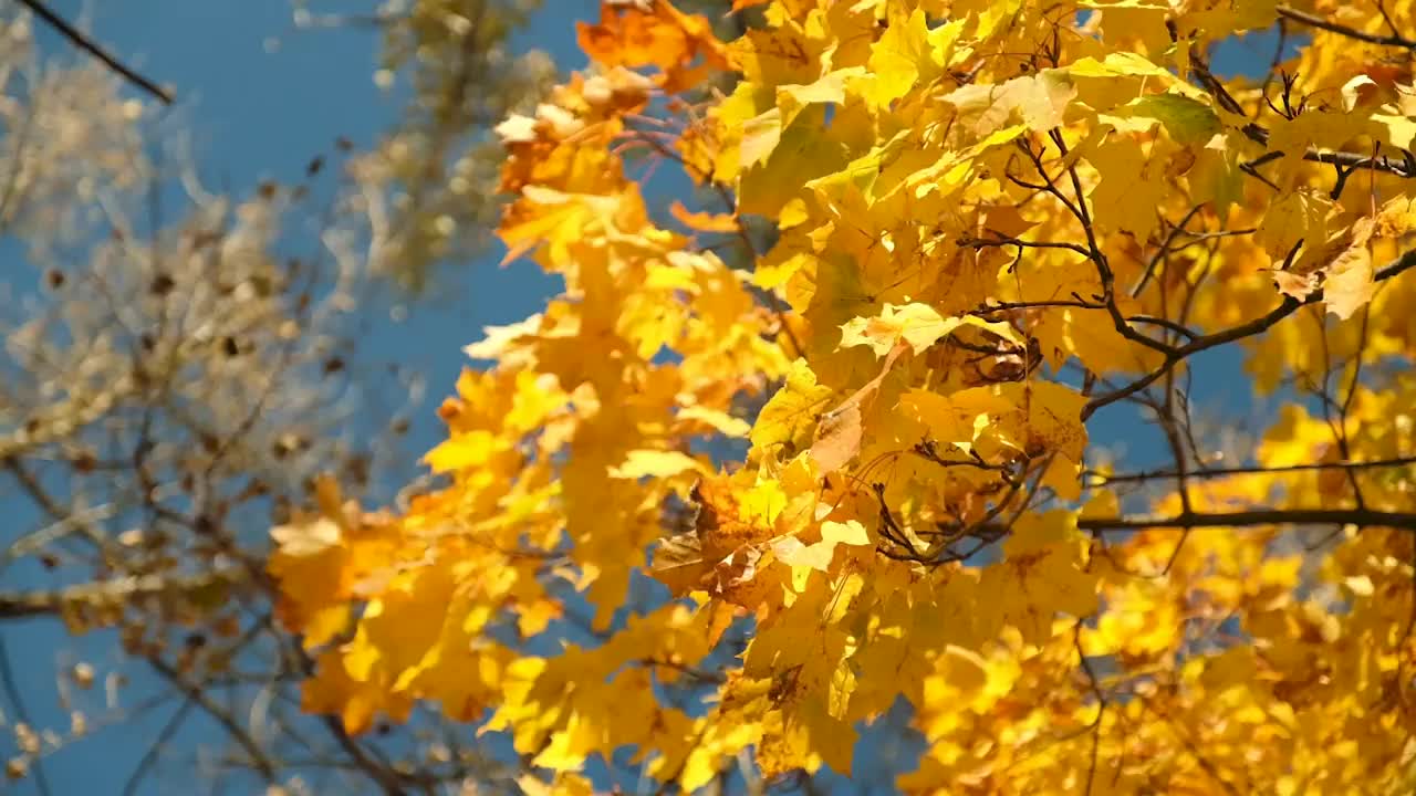 秋天的枫叶映衬着公园里的蓝天，特写镜头，慢镜头。视频素材