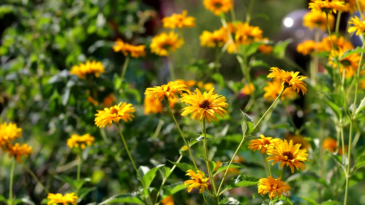 黄色花瓣的洋甘菊。美丽的黄花在花园里，花儿在风中摇曳视频素材