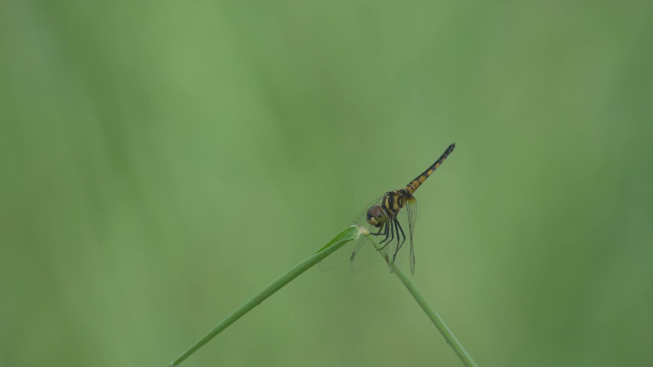 蜻蜓在叶子上休息视频素材