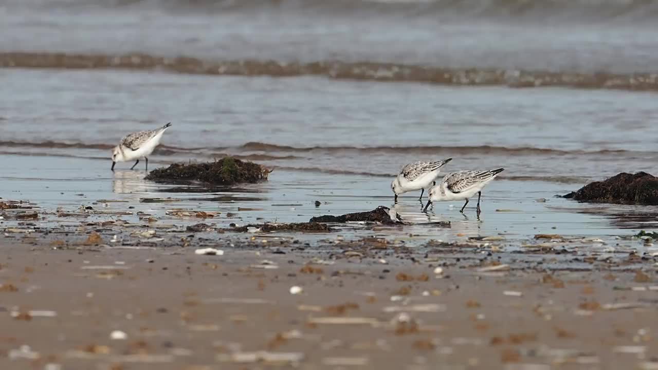 英国北诺福克海岸Titchwell的Calidris alba, Sanderling。视频素材