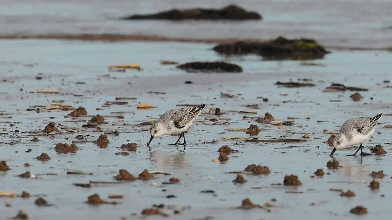 英国北诺福克海岸Titchwell的Calidris alba, Sanderling。视频素材