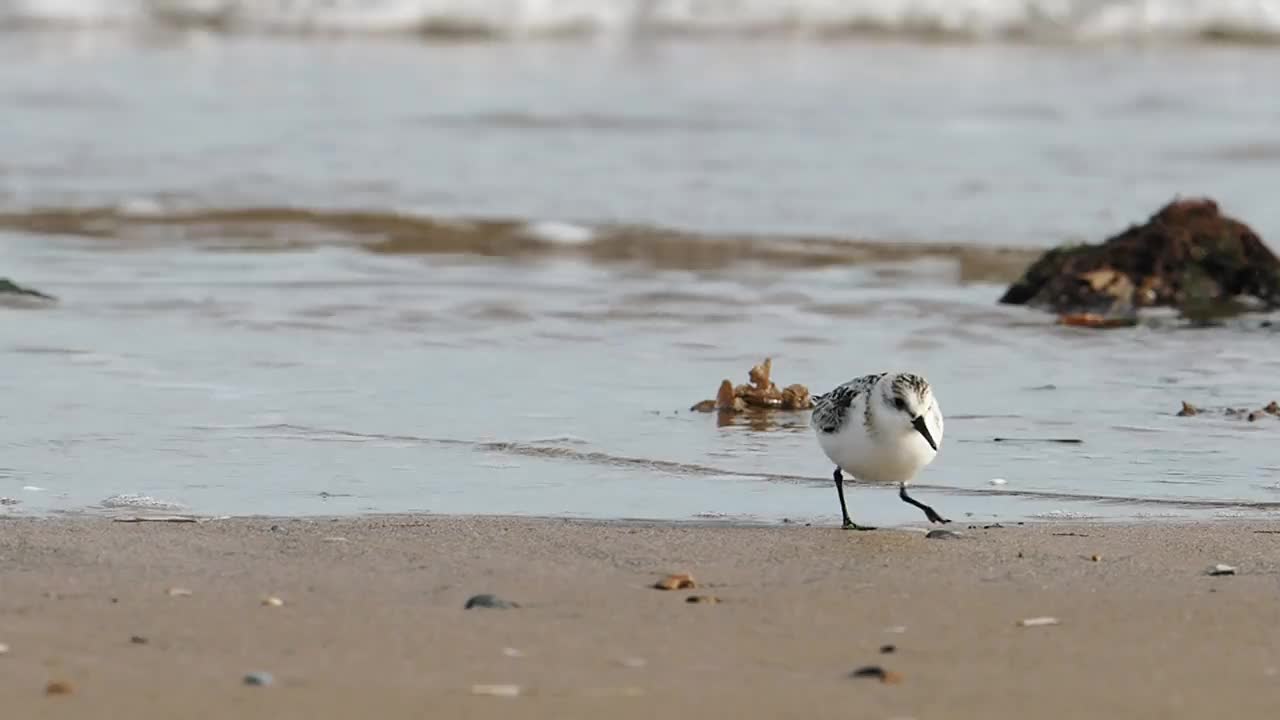 英国北诺福克海岸Titchwell的Calidris alba, Sanderling。视频素材