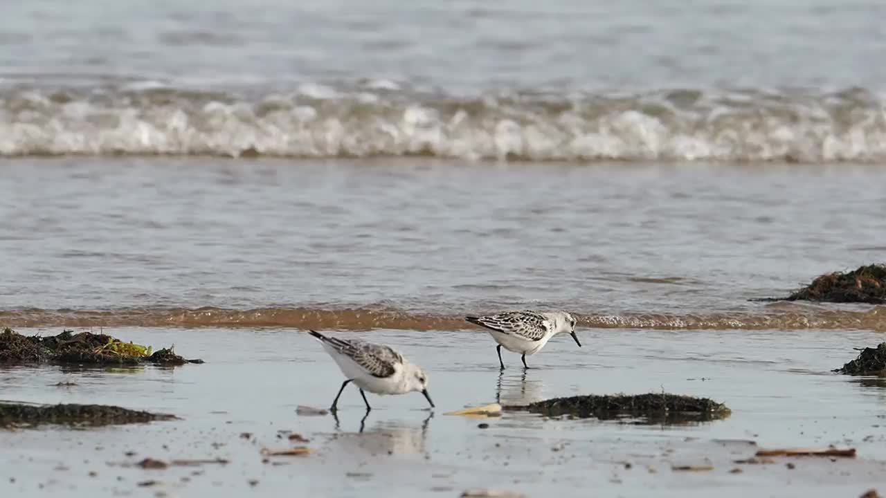 英国北诺福克海岸Titchwell的Calidris alba, Sanderling。视频素材