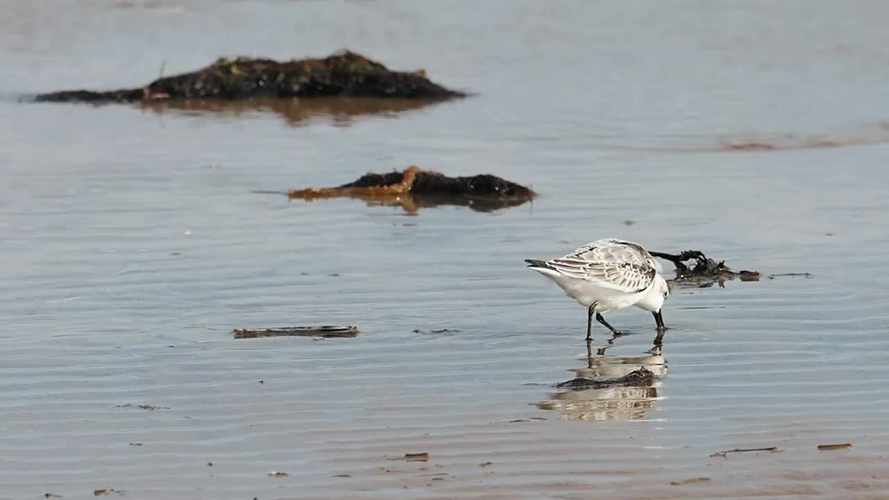 英国北诺福克海岸Titchwell的Calidris alba, Sanderling。视频素材