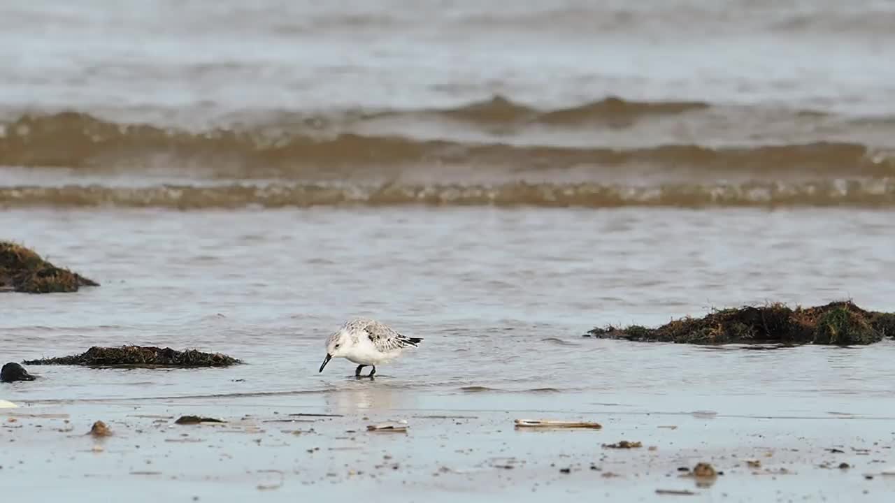 英国北诺福克海岸Titchwell的Calidris alba, Sanderling。视频素材