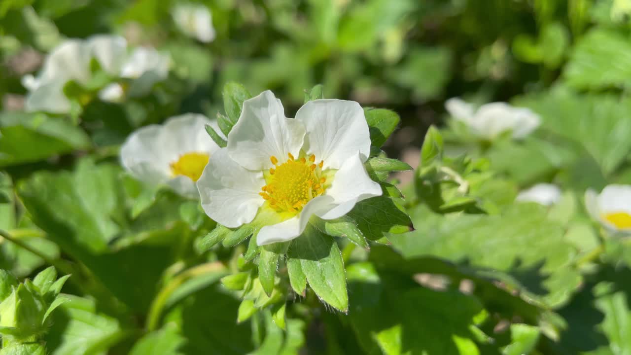 盛开的草莓。随风摇曳的花。夏天野草莓的白花绿叶视频素材